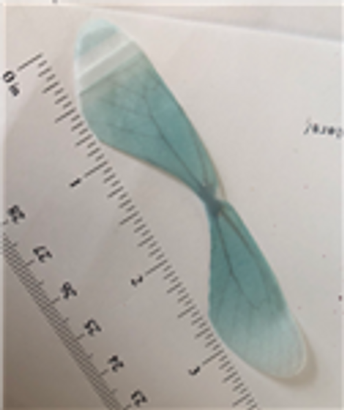 Light Blue Dragonfly Wings 20ct