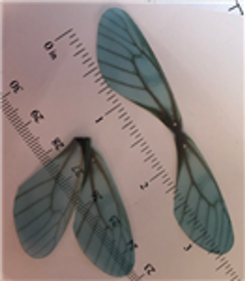 Teal/Black Dragonfly Wings 20ct