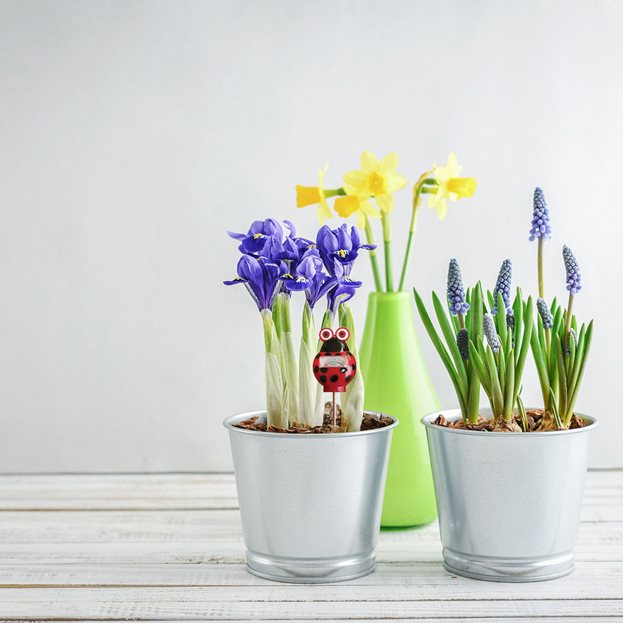 ladybug Moisture meter in potted plant ladybug Moisture meter in potted plant