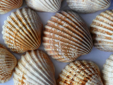 How to Decorate with Seashells