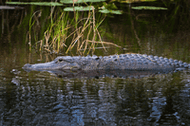 Living with Nature: Best Practices for Safely Viewing Alligators