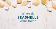 Where Do Seashells Come From?