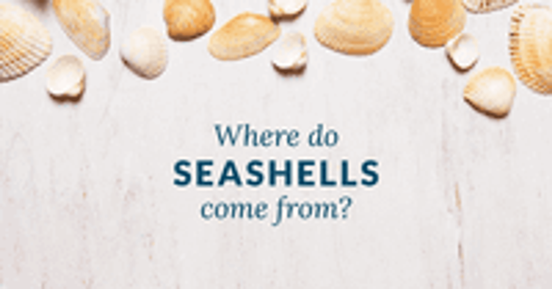 Where Do Seashells Come From? Bella Coastal Decor