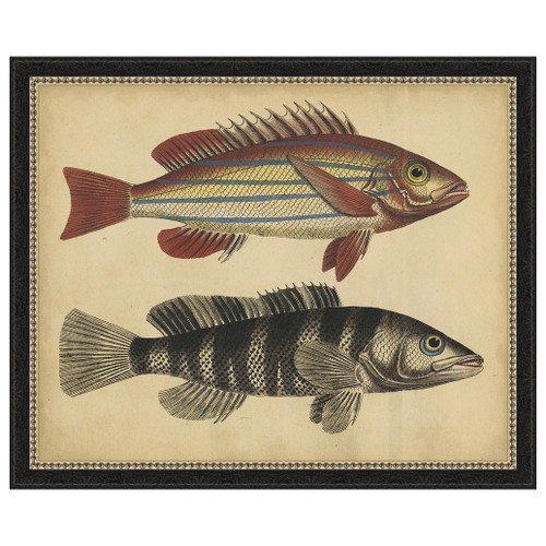 Species of Fish III Framed Print