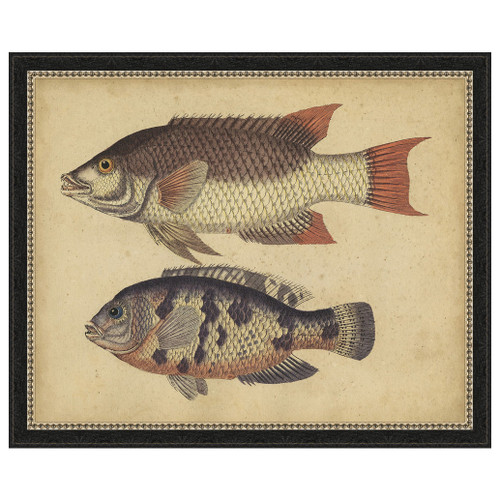 Species of Fish IV Framed Print