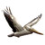 Mykonos Flying Pelican III Metal Wall Art