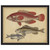 Species of Fish II Framed Print