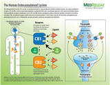 Endocannabinoid System: Stress Modulation