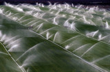 Commercial Irrigation Valves