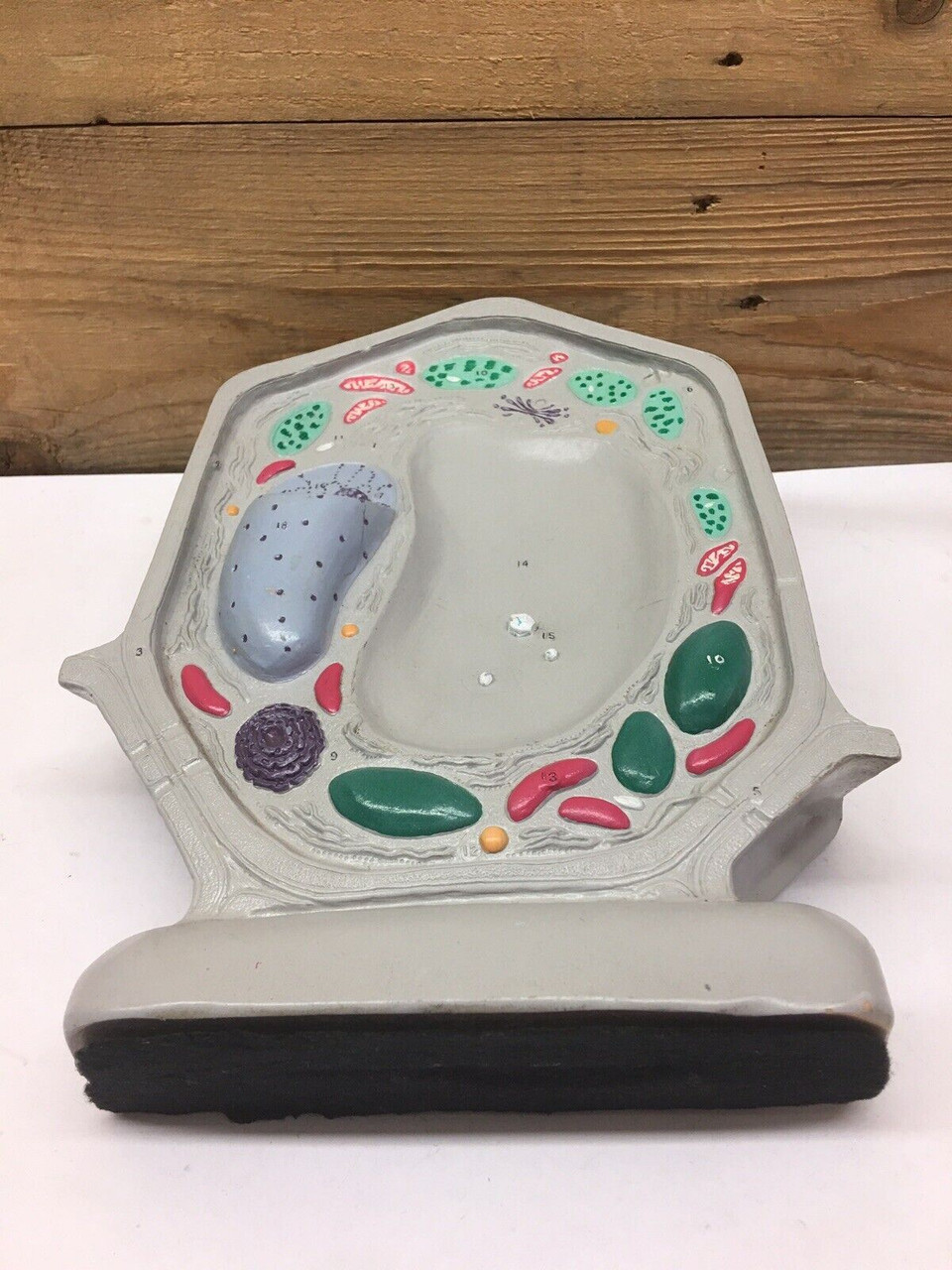 Carolina Biological Supply Plant Cell Model Classroom