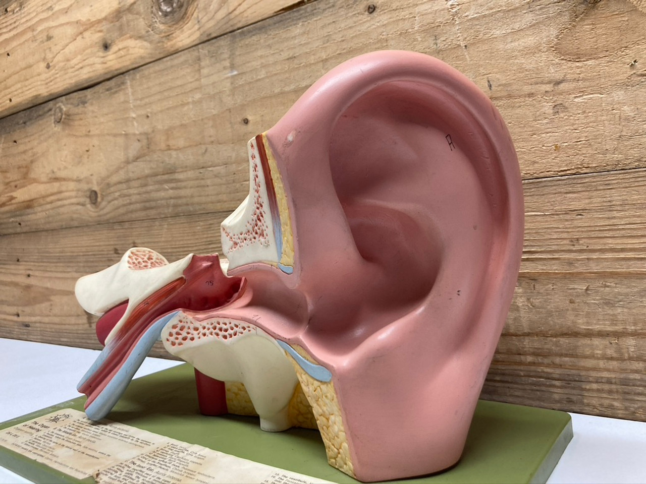 Somso Enlarged Ear Anatomy Model Human