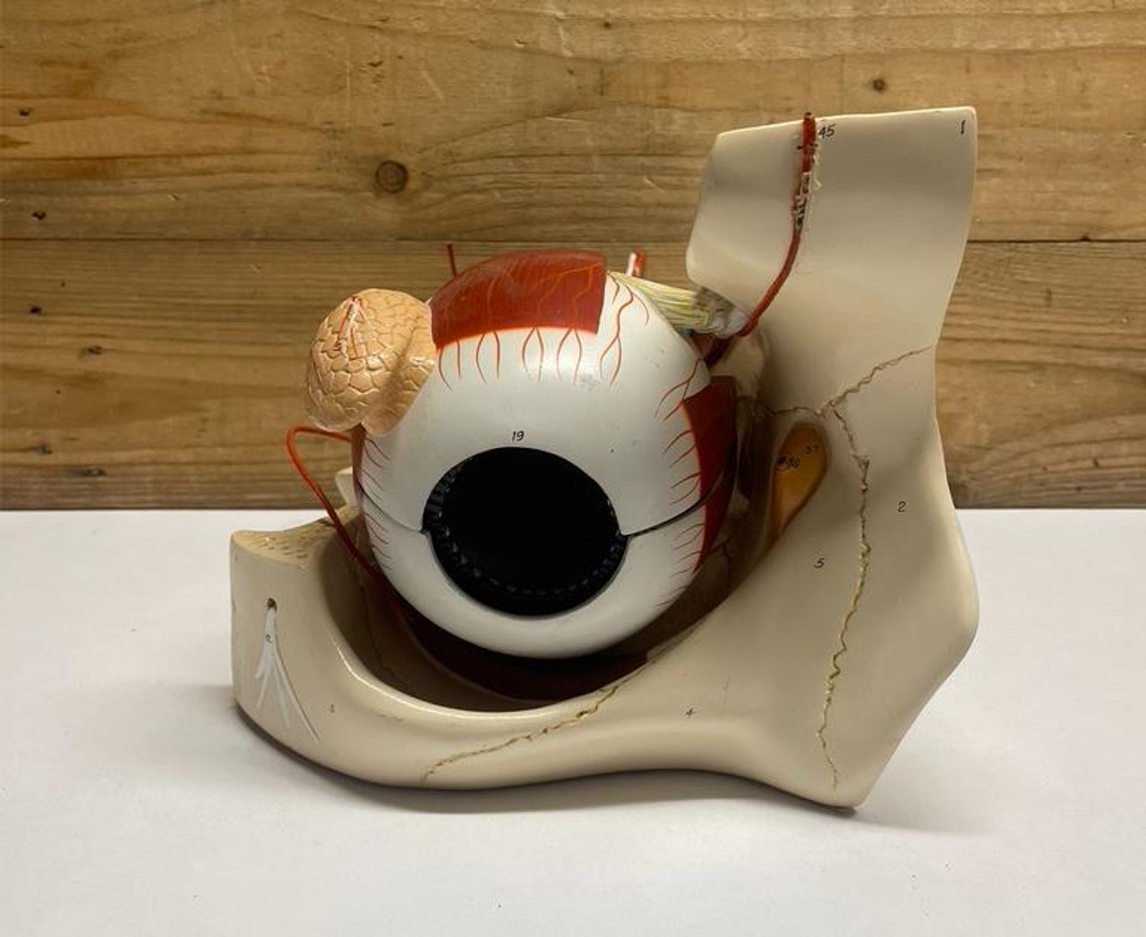Denoyer Geppert Anatomical Eye In Orbit