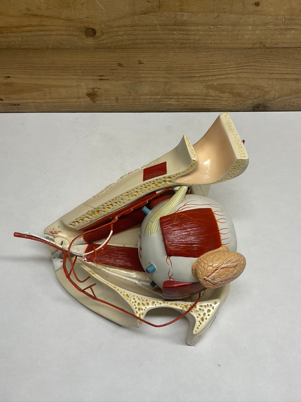 Denoyer Geppert Anatomical Eye In Orbit