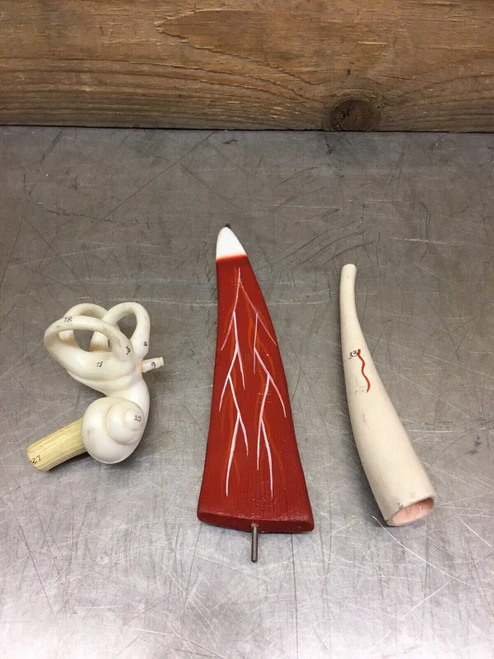 Miscellaneous Anatomical Body Parts Lot of 13