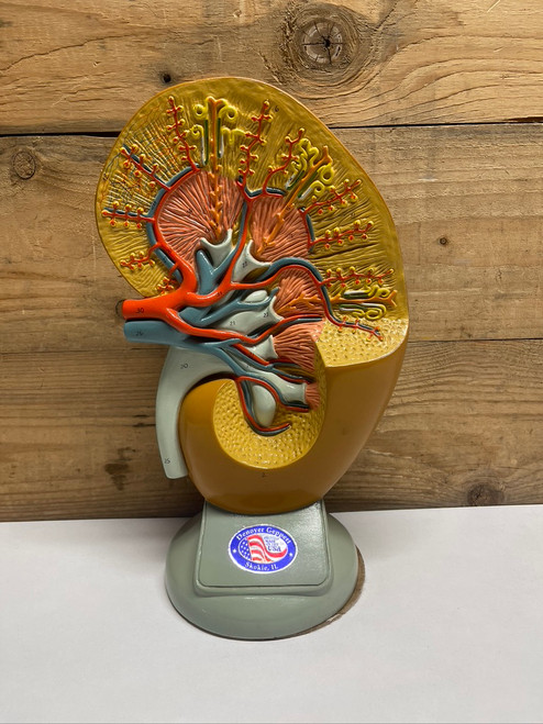 Denoyer Anatomy Left Kidney Model