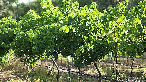 Fruit Tree Fertilisers