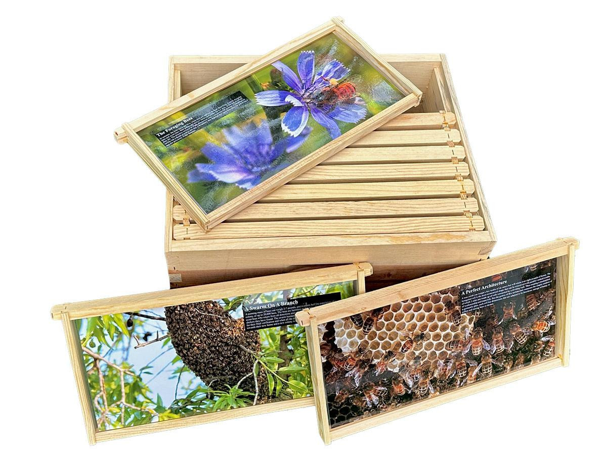 Teaching Beekeeping Frame, Set of 10 | Mann Lake Ltd.