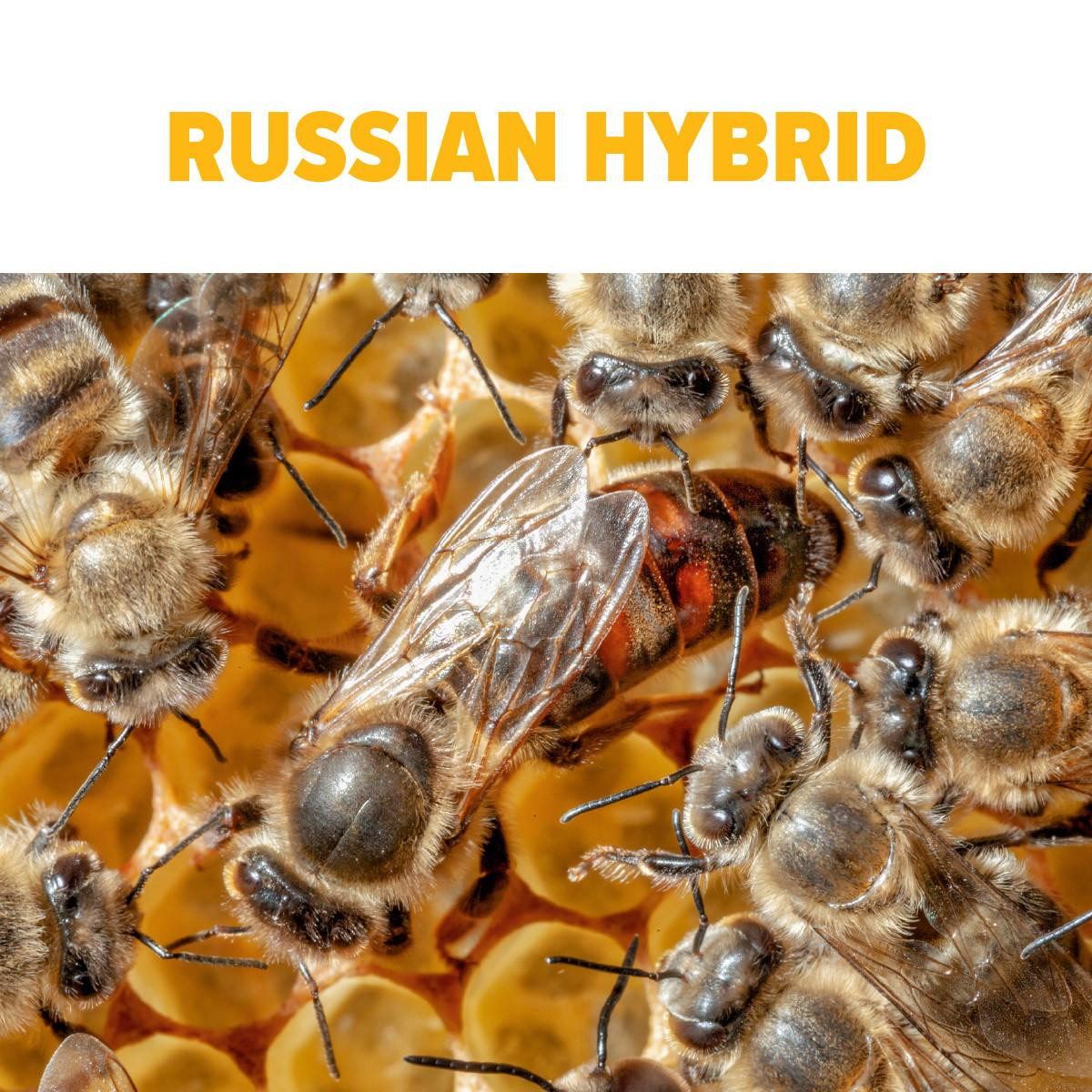 Southern-Bred Russian Hybrid Queen Bees for Sale | Mann Lake