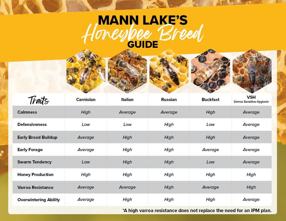 Florida Raised Carniolan Queen Bee | Mann Lake Ltd.