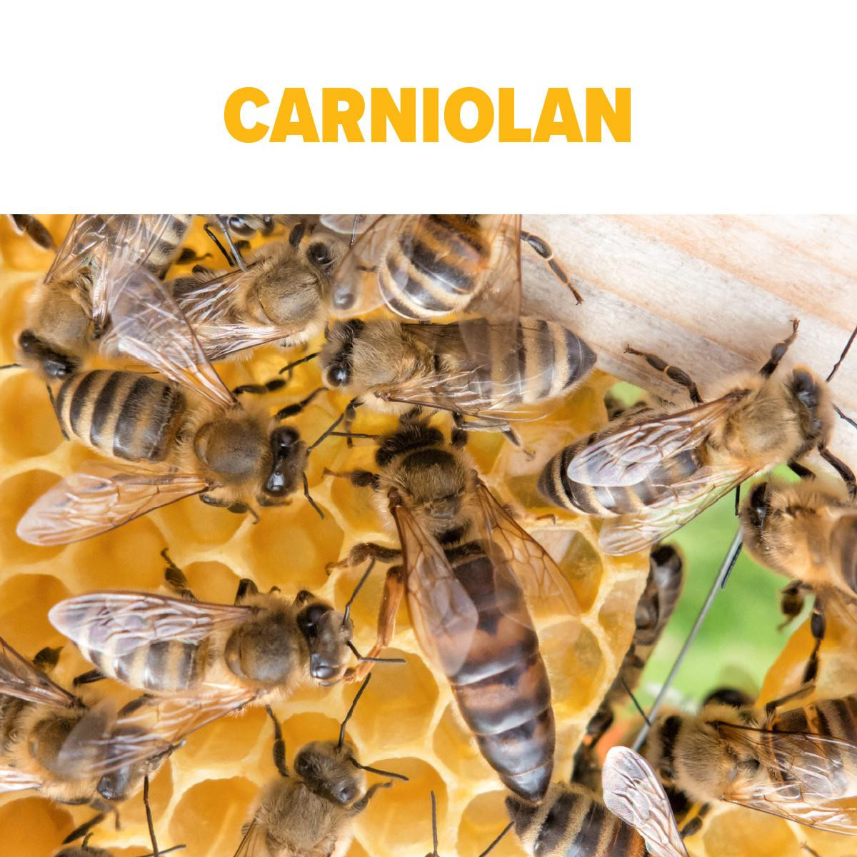 Carniolan Package Bees - Live Package Bees | Mann Lake