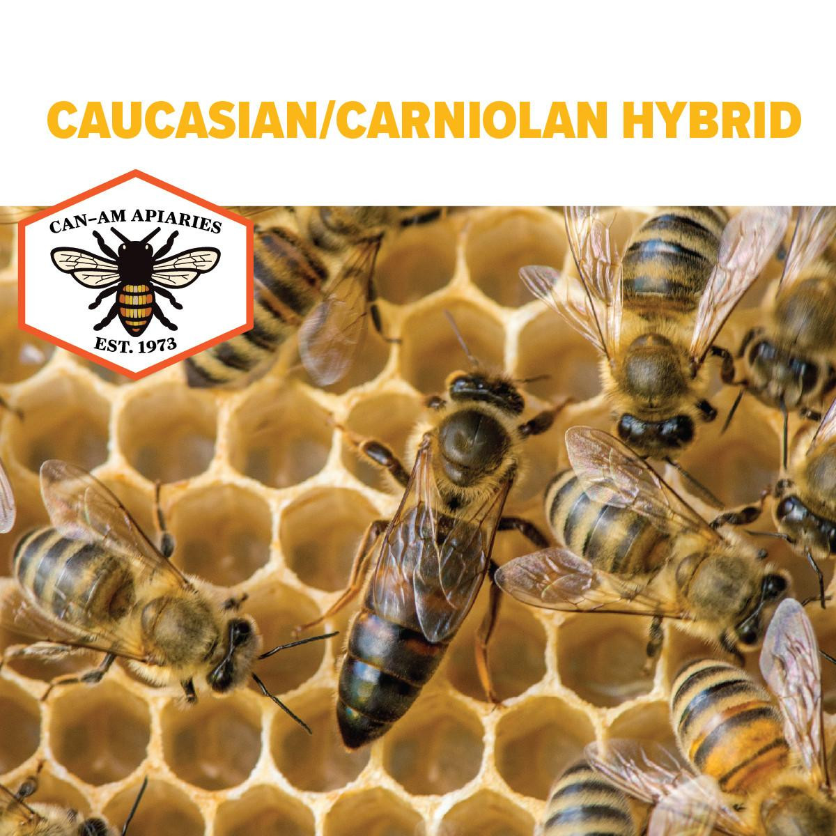 Caucasian-Carniolan Hybrid Queen Bee