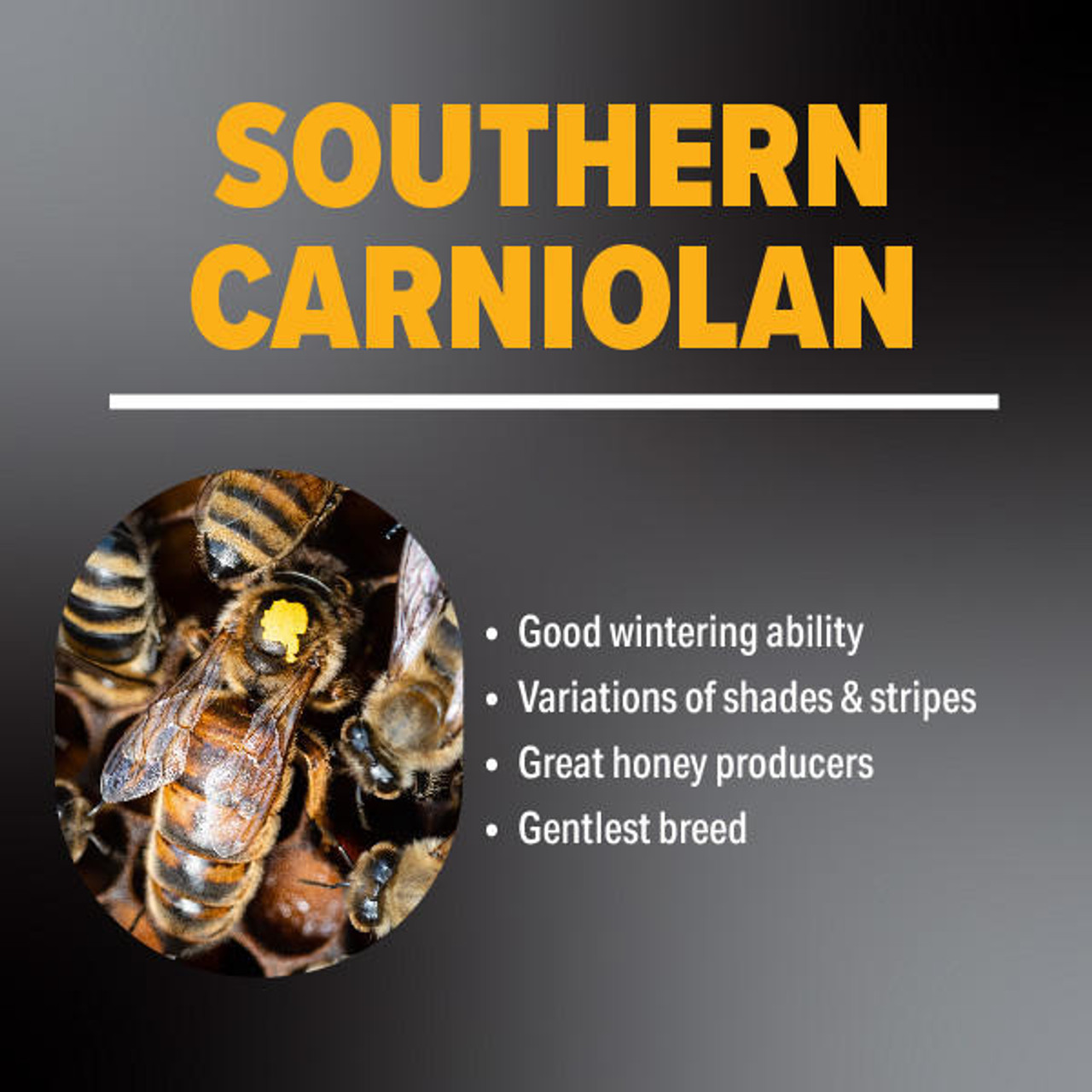 The Southern Bee Blog