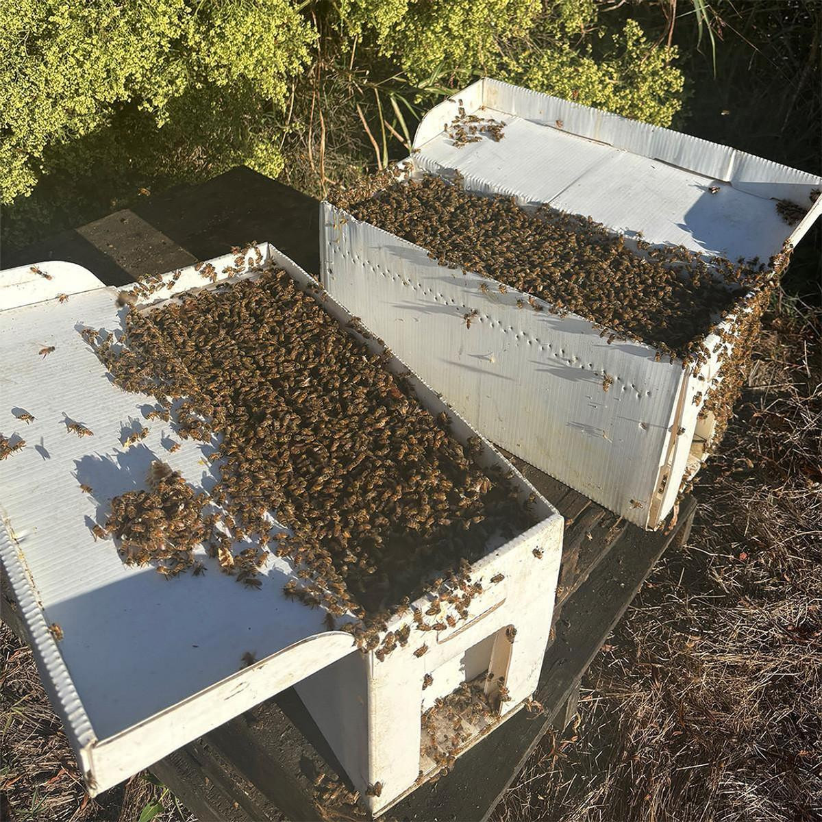5 Frame Mississippi Raised Italian Nucs - Bentonia, MS - Pickup Only