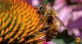 3 Ways To Increase Your Local Bee Population