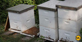 8-Frame vs. 10-Frame Beehives: Which To Choose