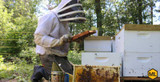 8 Reasons Why Beekeeping Is Becoming More Popular