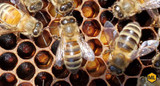 A Field Guide to Honey Bees and Their Maladies - Free Download