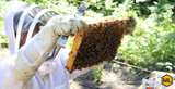 A Guide For Inspecting A Honey Beehive