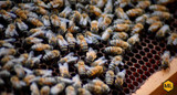 Beekeeping Glossary