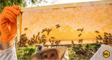 How American Foulbrood Affects Honey Bees