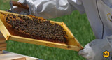 How To Get Rid of Hive Beetles