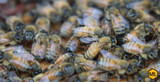 How To Install Package Bees, Nucs, and Queens