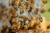 Helpful Tips For First Time Commercial Beekeepers