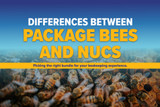 Choosing Between Package Bees and Nucs (Nucleus Colony)