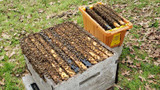 How to Install Nucleus Colony Bees