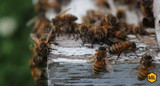 The Main Threats To Honey Bees