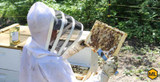 Practical Tips for Inspecting a Beehive