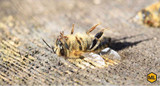 Understanding Colony Collapse Disorder