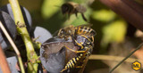 Honey Bee Vs Yellow Jacket Bees - Protect Your Beehives