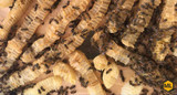 What Is Cross Comb In A Beehive?