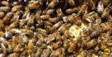 How To Order Honey Bees Online - What You Should Know