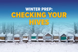 Should You Open Your Hive Mid-Winter?