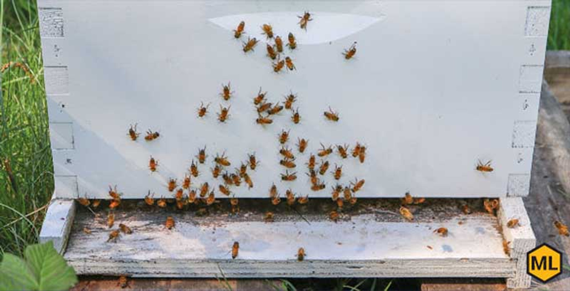 2 Common Mistakes Beginner Beekeepers Make thumbnail image