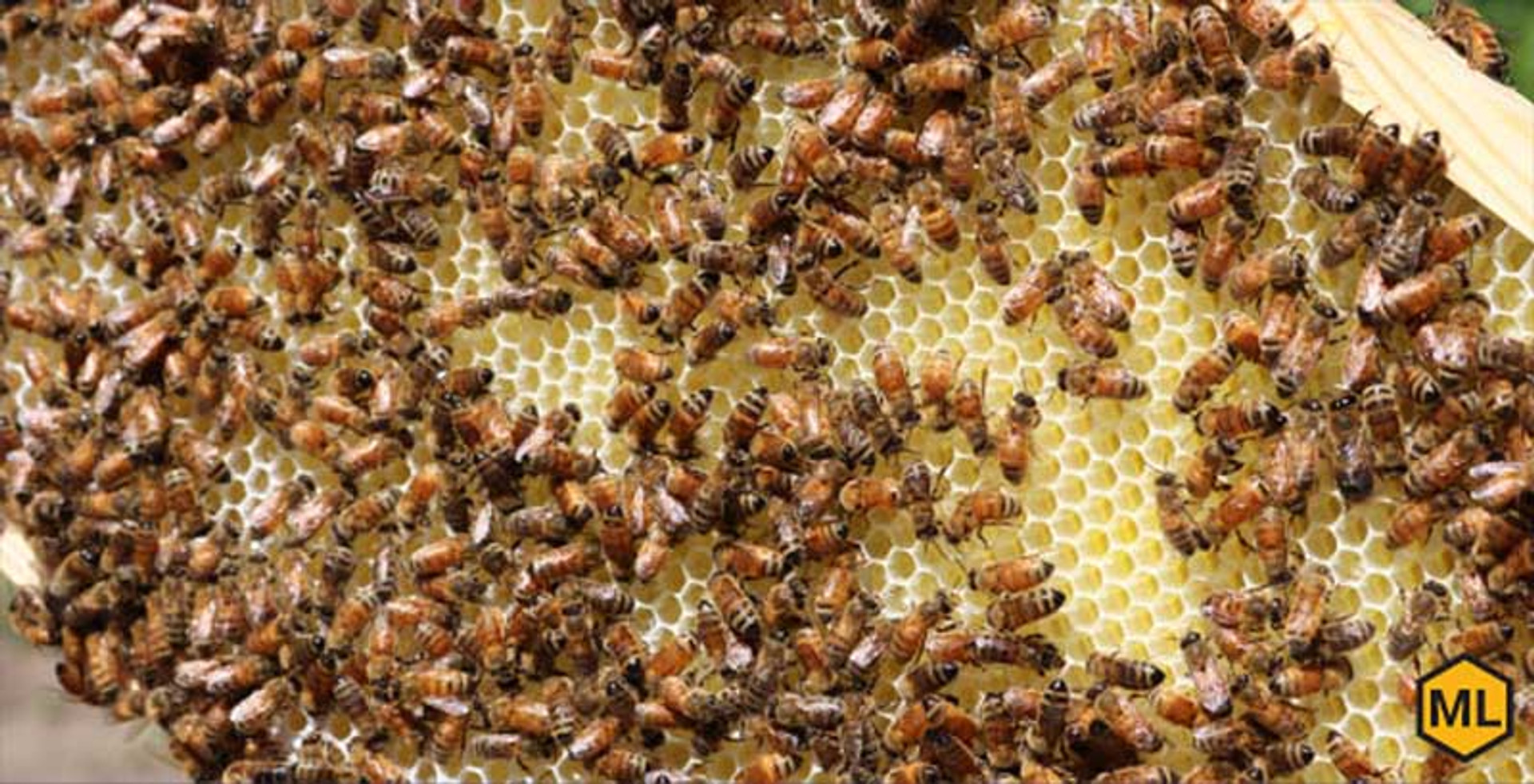 3 Common Misconceptions of Honey Bees thumbnail image