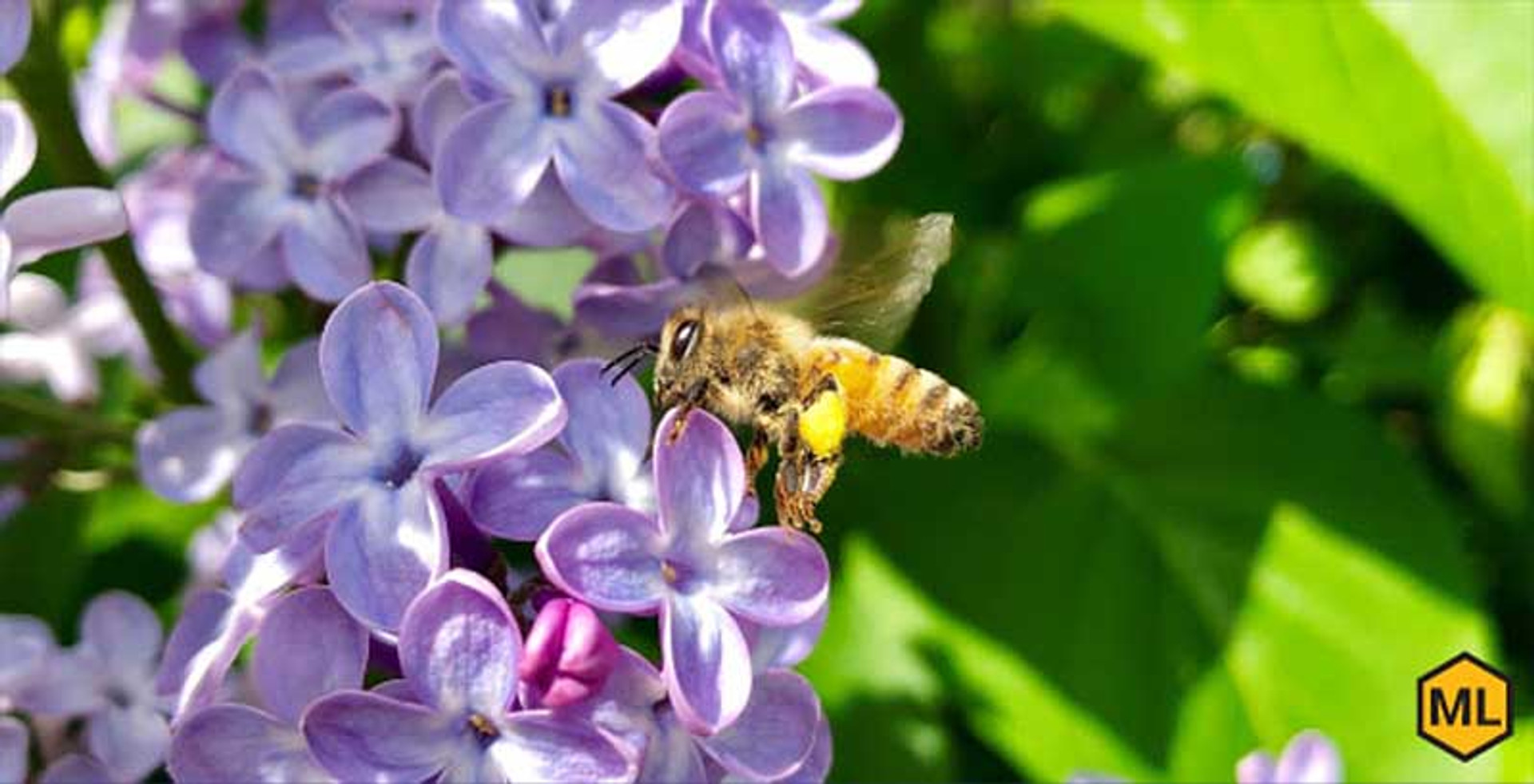 3 Tips For Creating A Bee-Friendly Garden thumbnail image