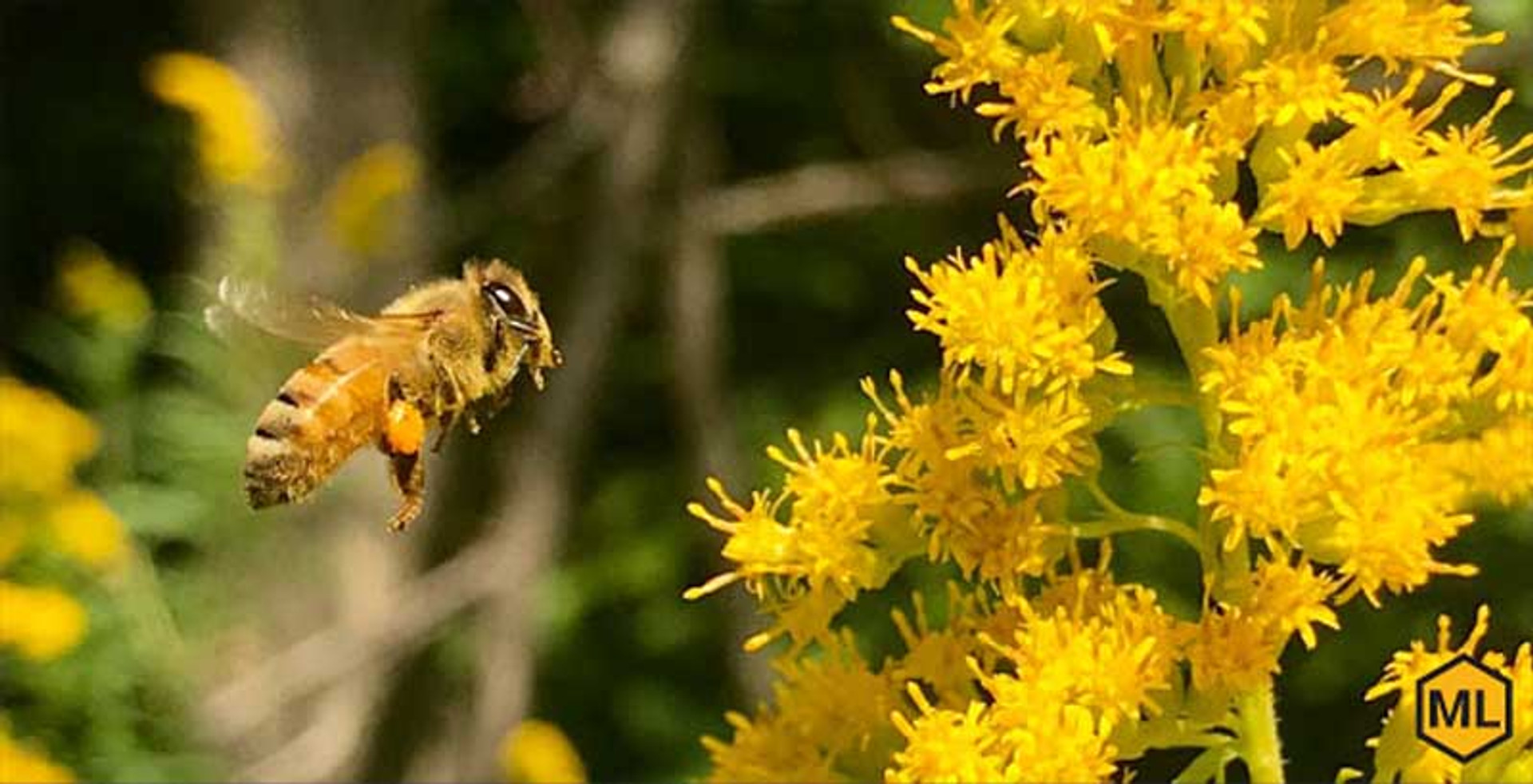 3 Top Plants That Help Honey Production Mann Lake Bee & Ag Supply